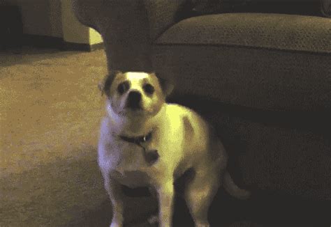 gif de perro|perro bailando gif.